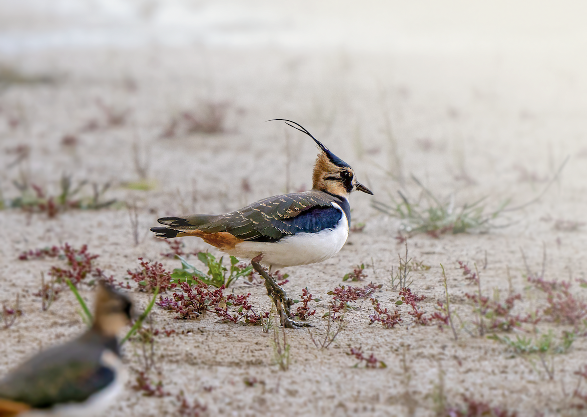 Northern Lapwing - ML625771808