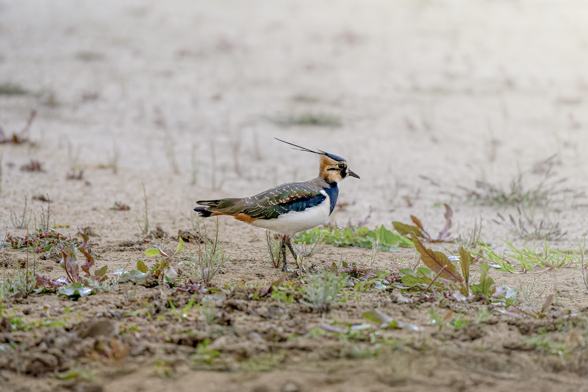 Northern Lapwing - ML625771813