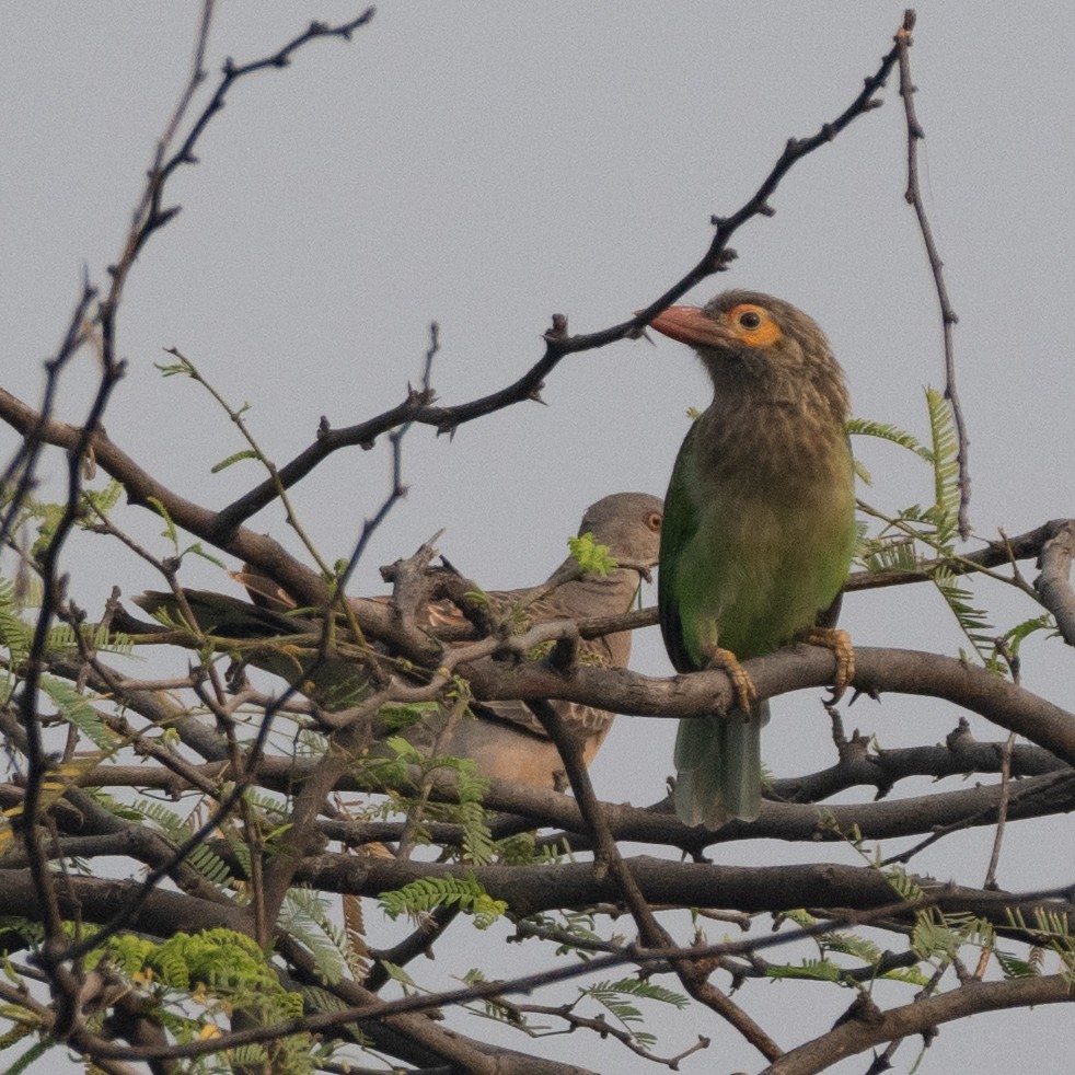 Oriental Turtle-Dove - ML625771825