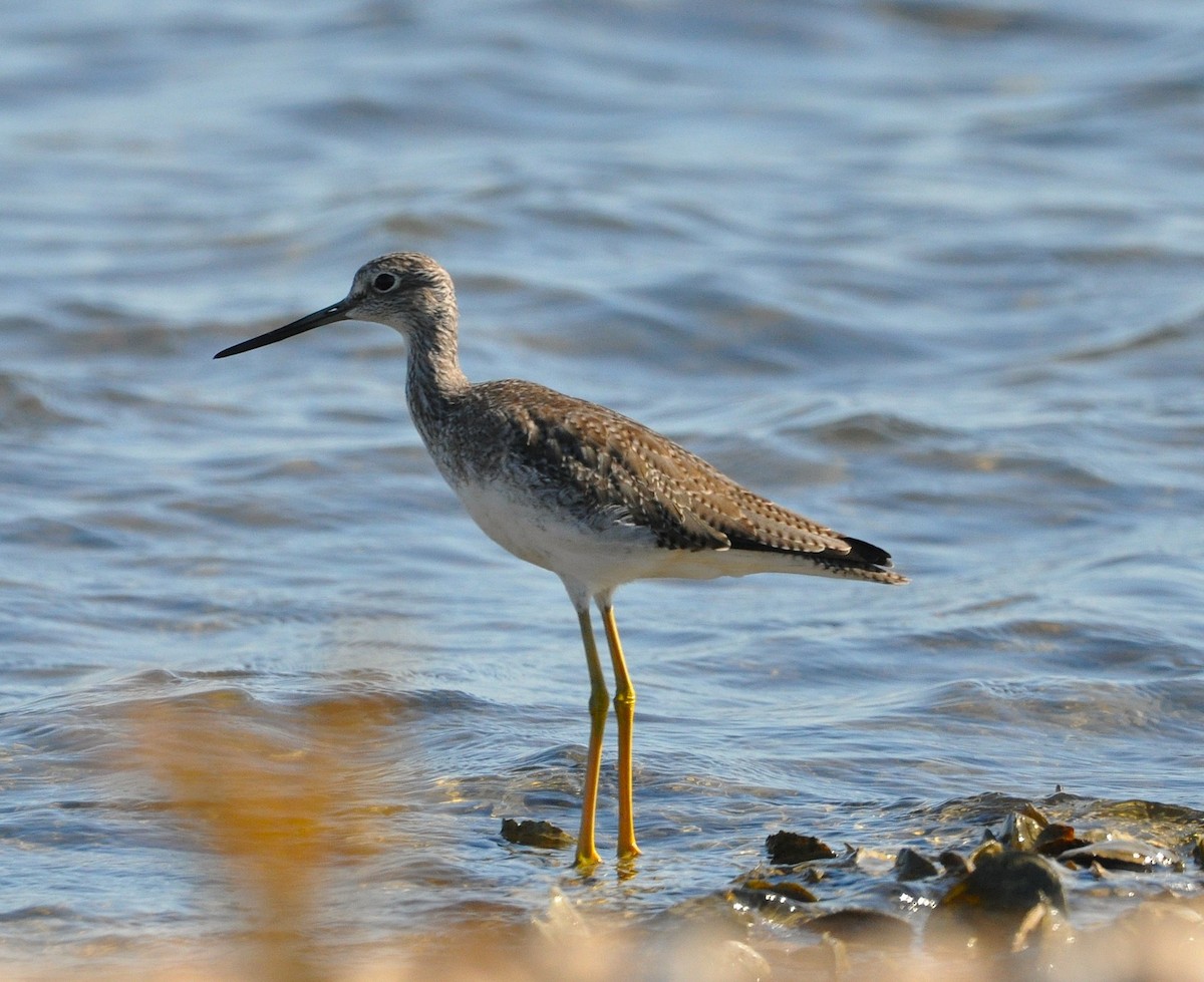 Greater Yellowlegs - ML625771867