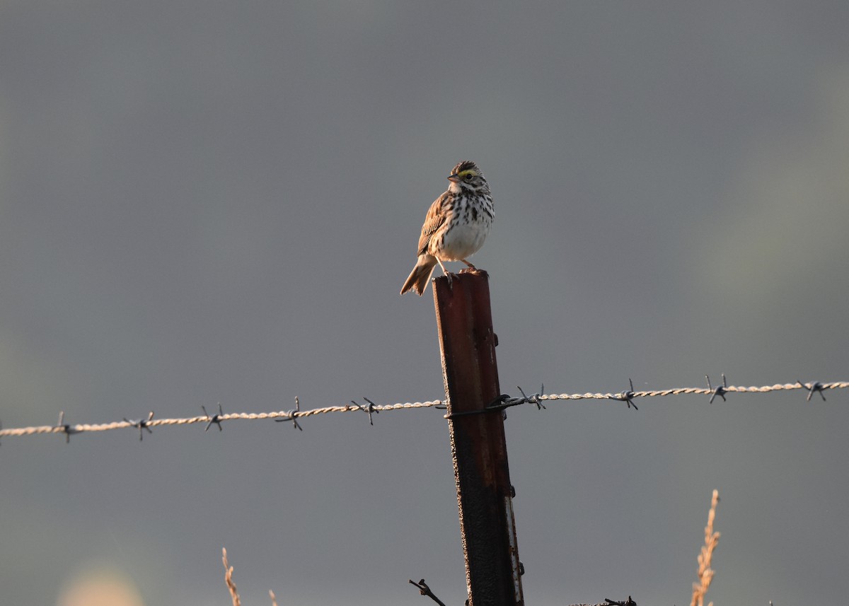 Savannah Sparrow - ML62577191