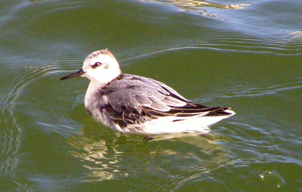 Red Phalarope - Héctor Bintanel Cenis