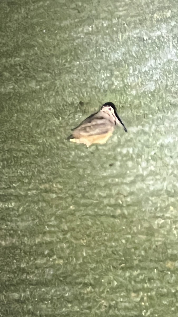 American Woodcock - ML625772040