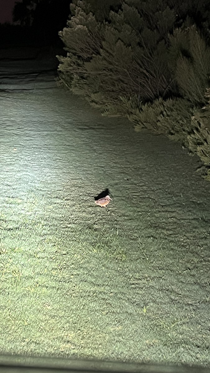 American Woodcock - ML625772041