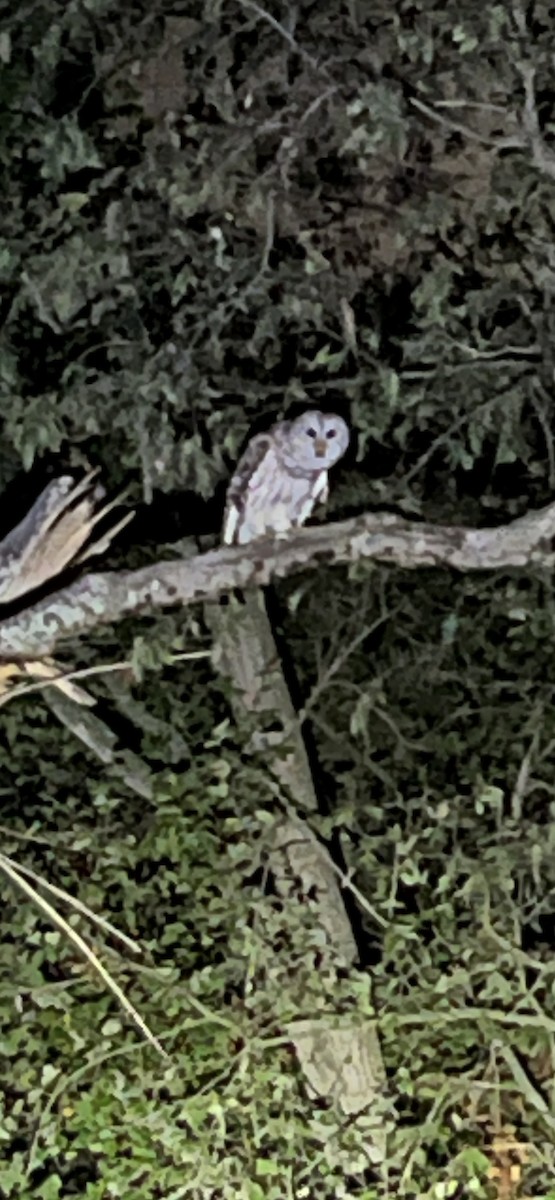 Barred Owl - ML625772044