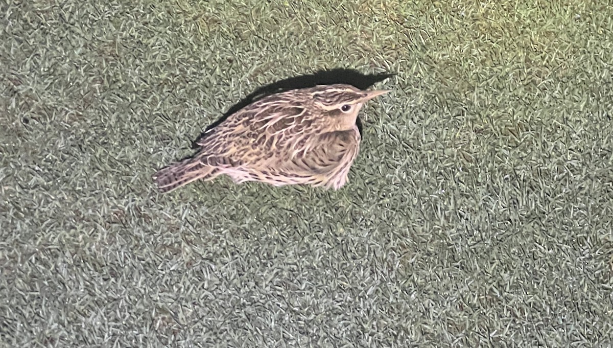 Western/Eastern Meadowlark - ML625772048