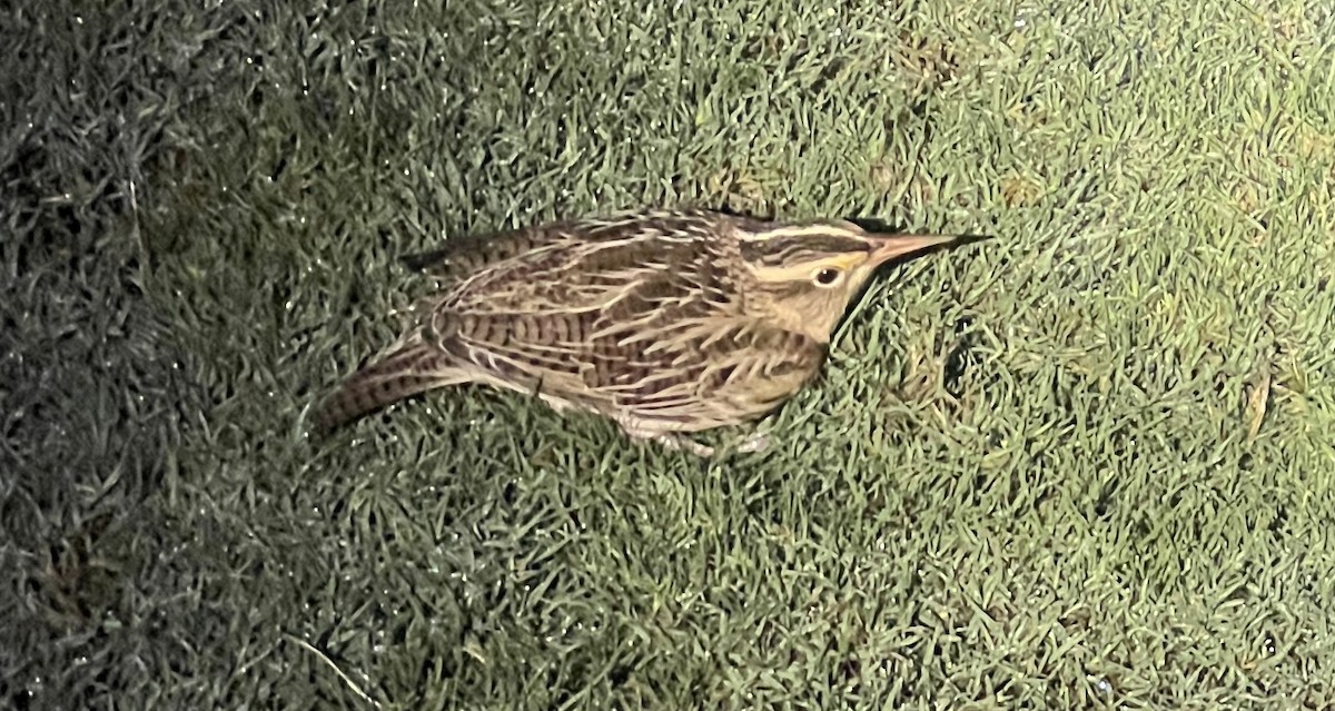 Western/Eastern Meadowlark - ML625772049