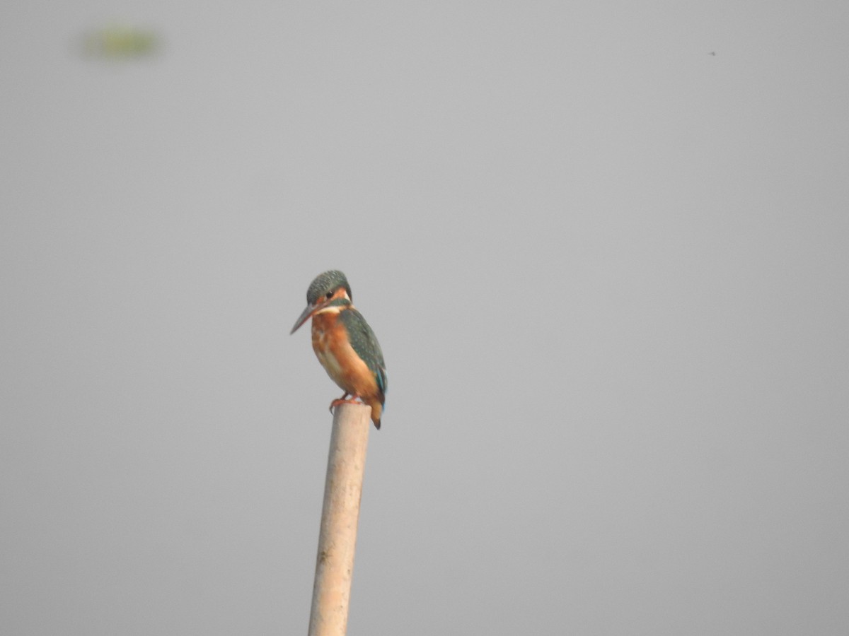 Common Kingfisher - ML625772060