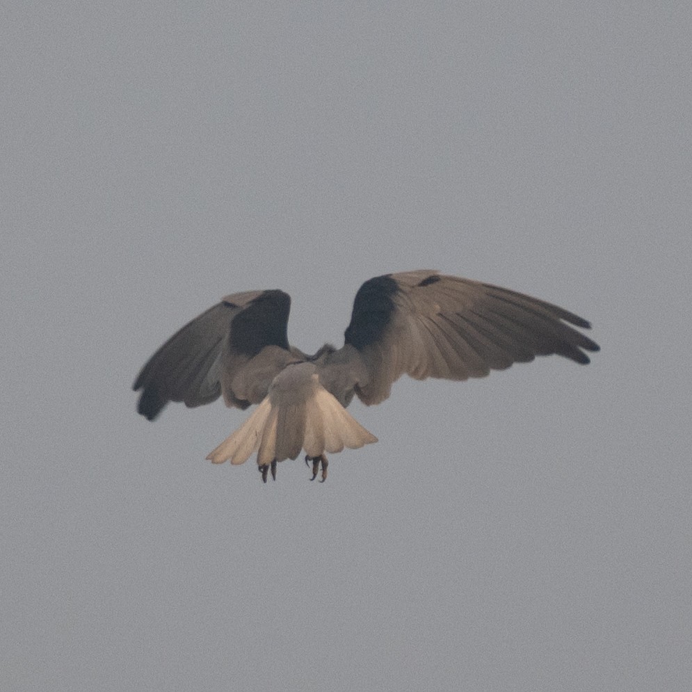 Black-winged Kite - ML625772122