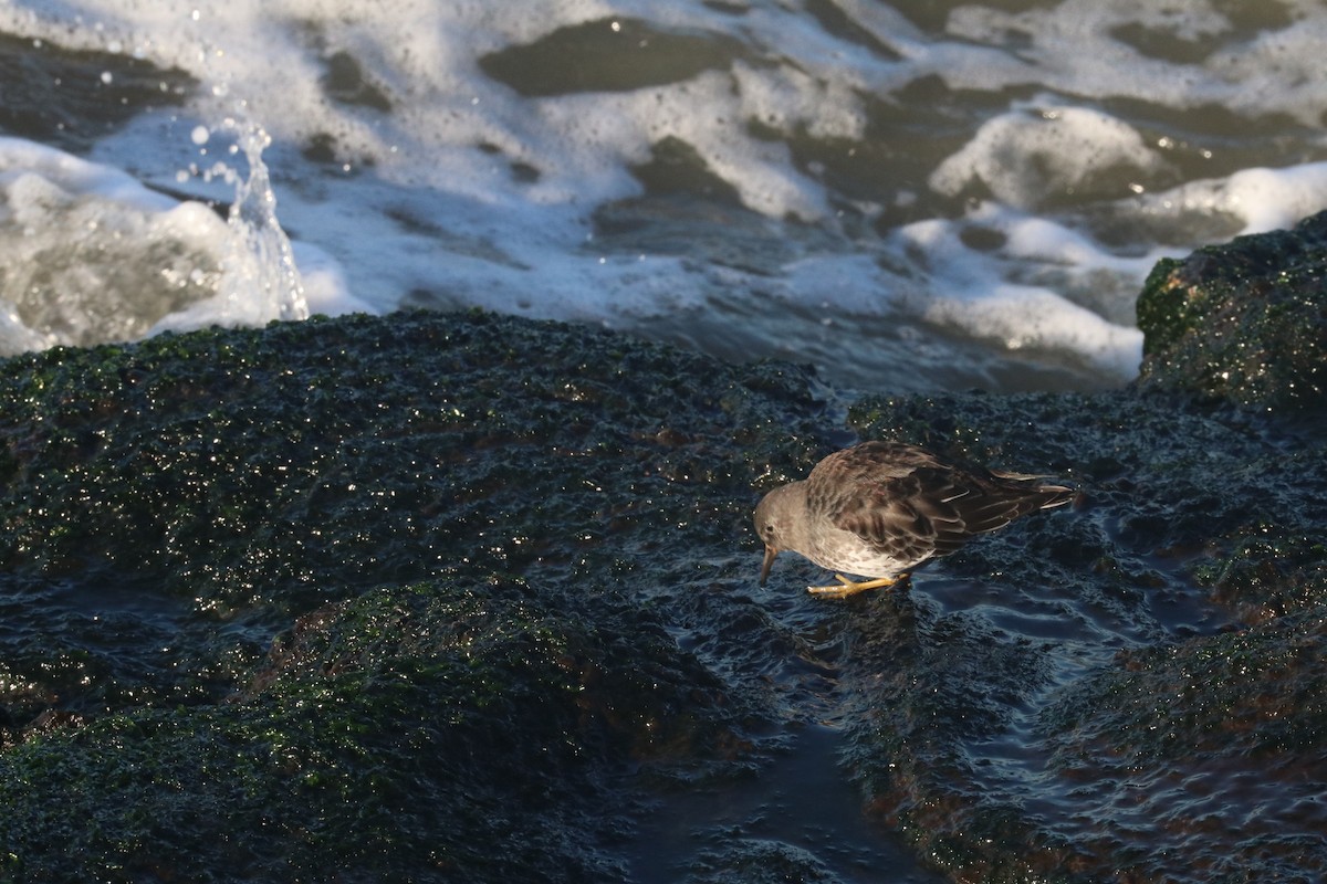 חופית ימית - ML625772244