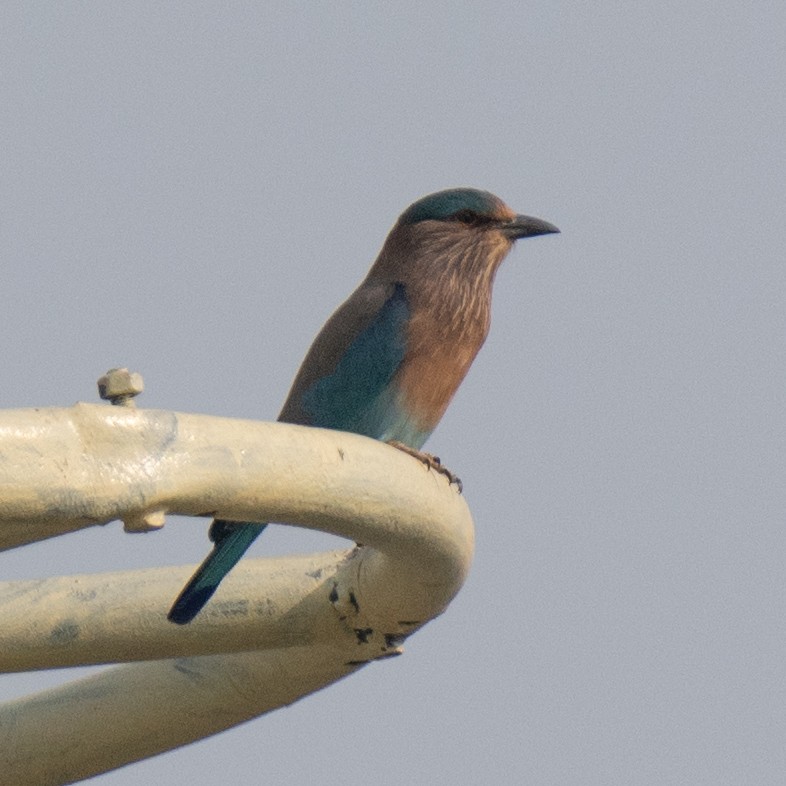 Indian Roller - ML625772252