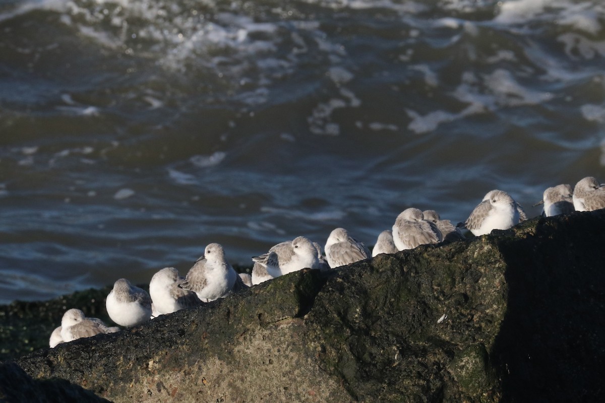 חופית לבנה - ML625772271