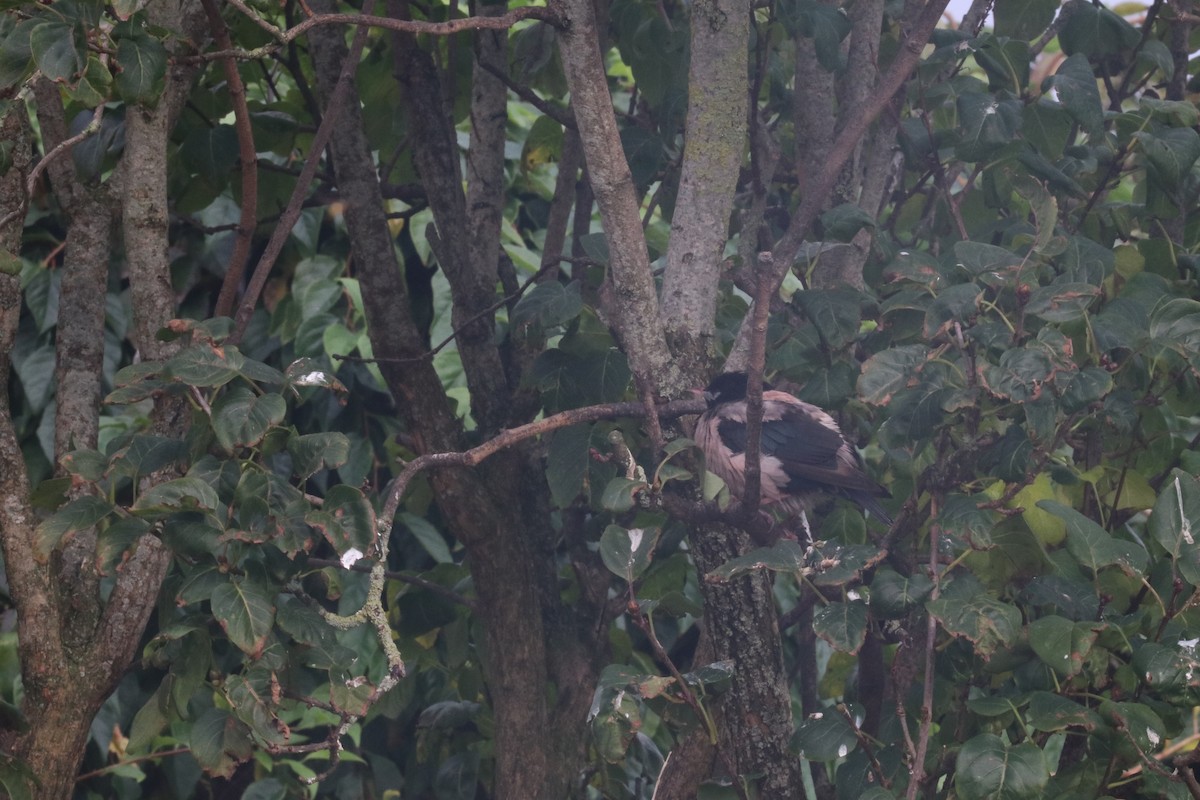 זרזיר ארבה - ML625772300