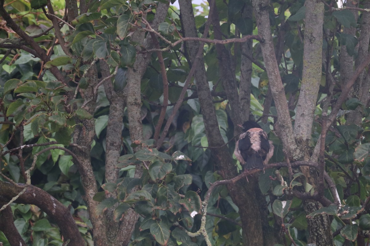 זרזיר ארבה - ML625772301