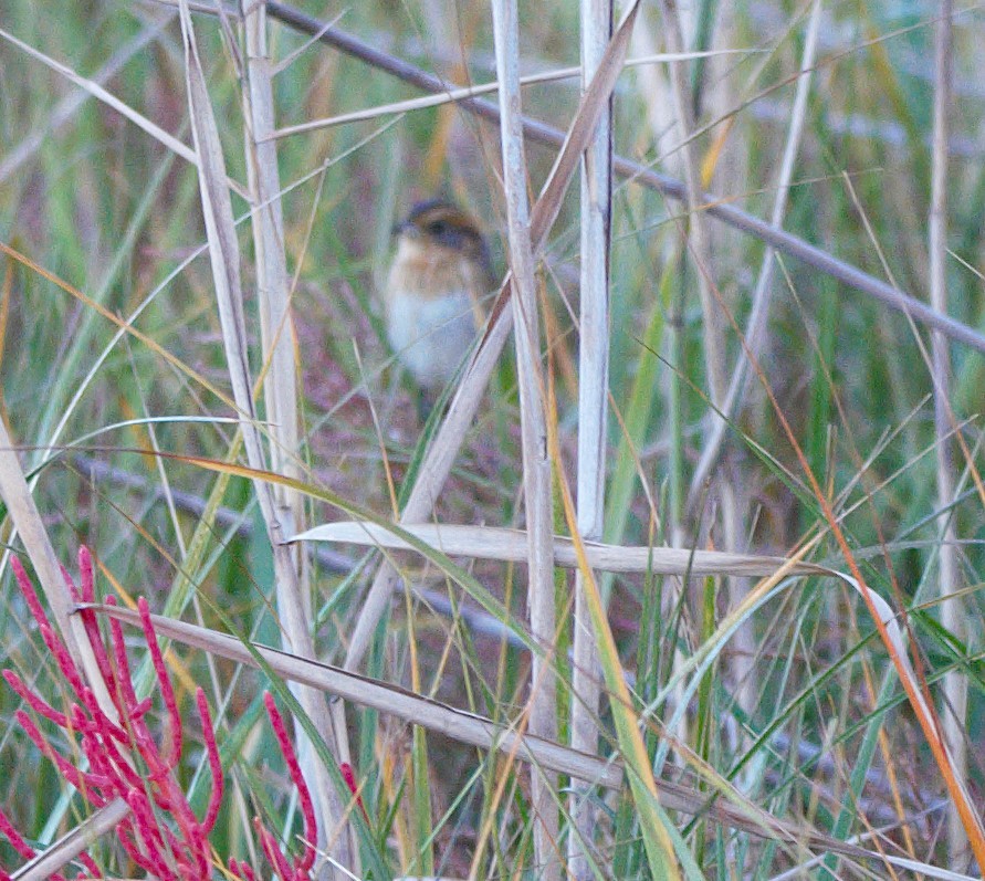 Nelson's Sparrow (Interior) - ML625772337