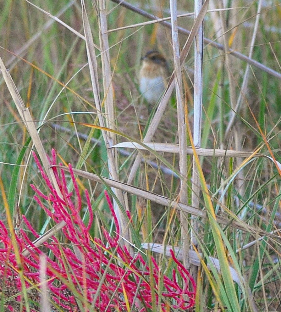 Nelson's Sparrow (Interior) - ML625772346