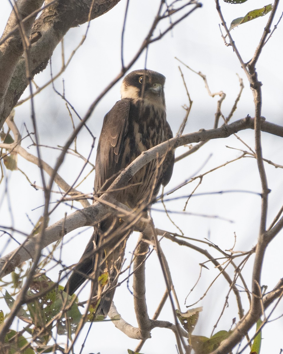 Eurasian Hobby - ML625772421