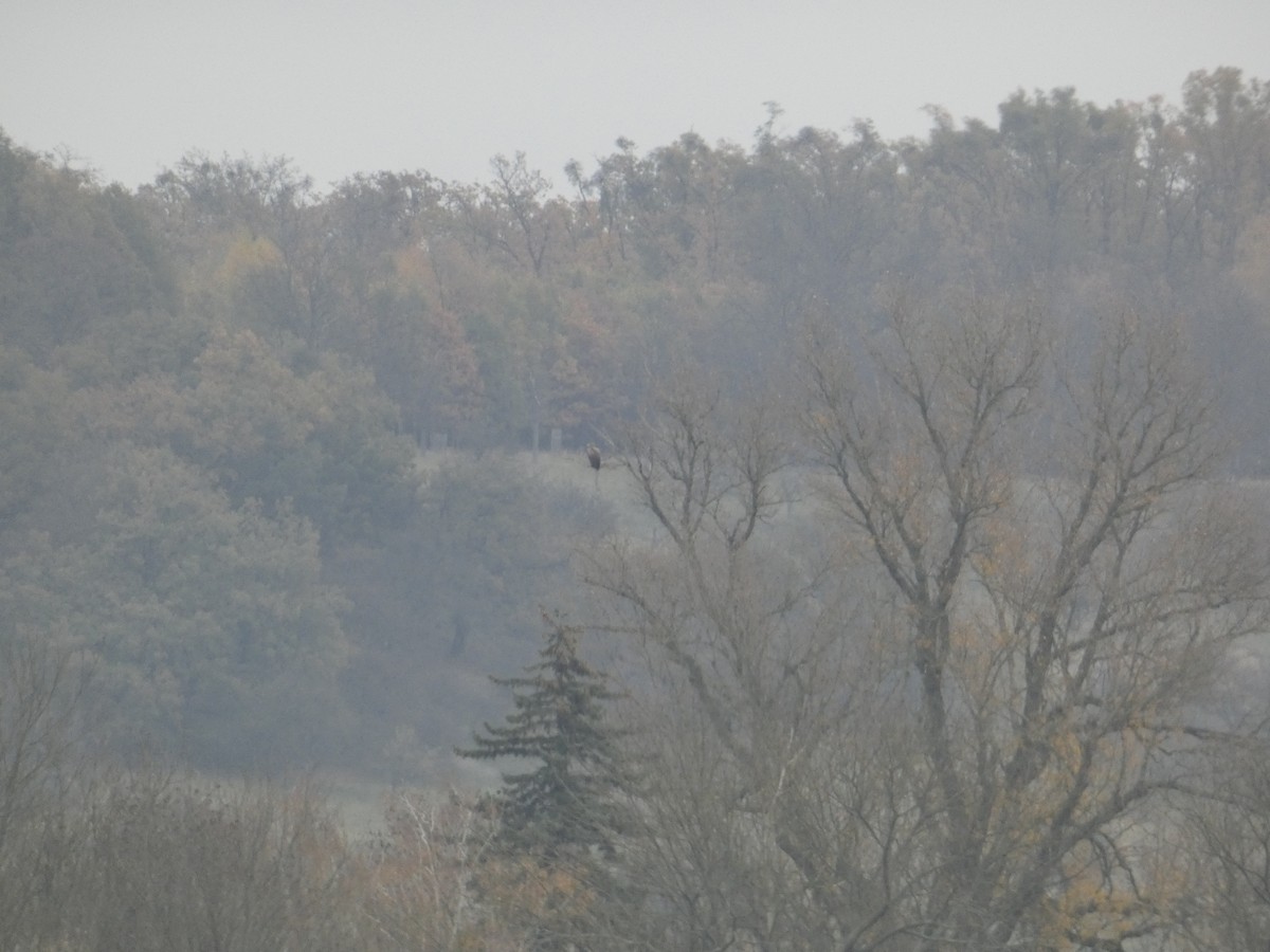 White-tailed Eagle - ML625772541