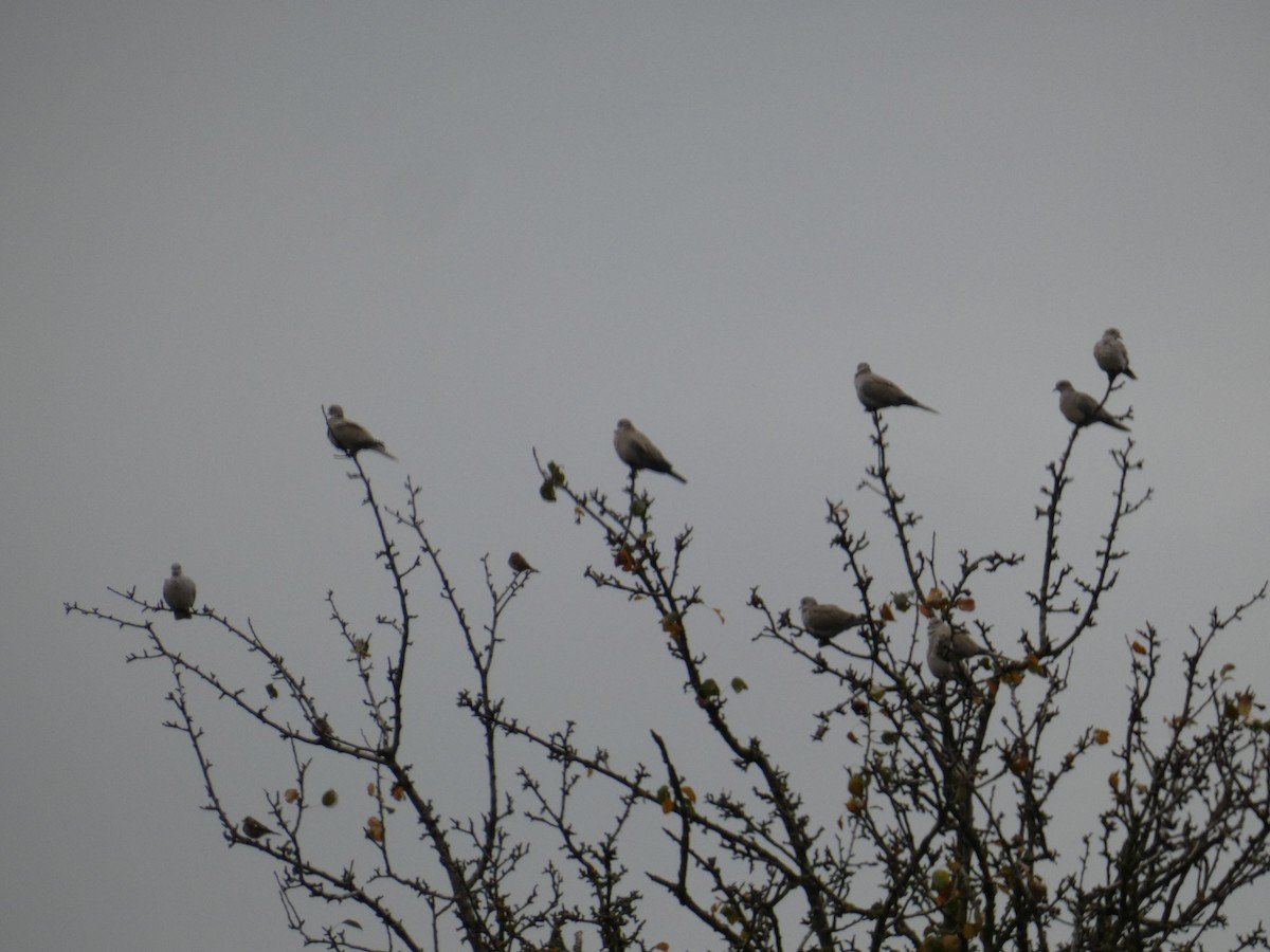 Eurasian Collared-Dove - ML625772547