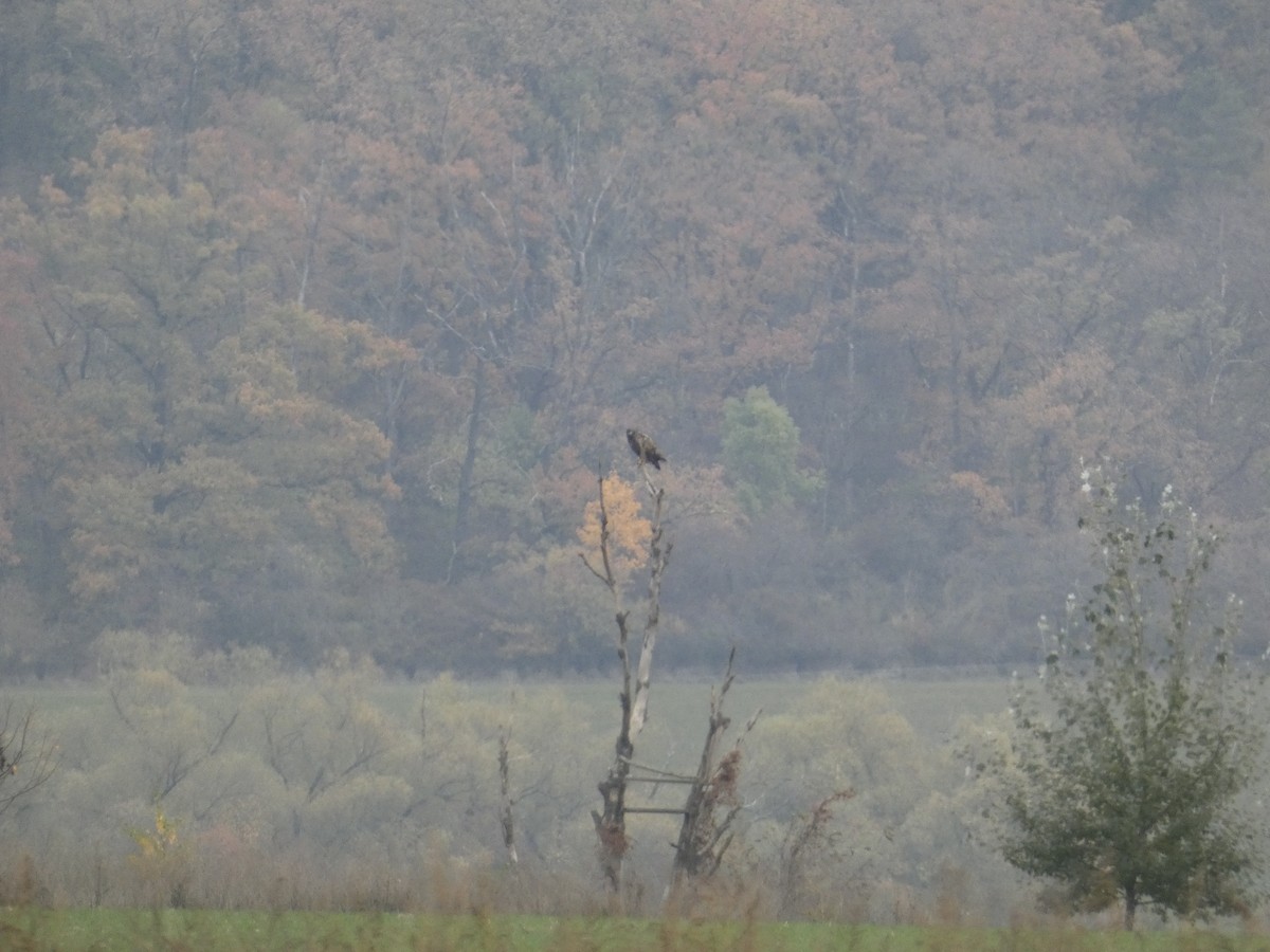 Common Buzzard - ML625772572