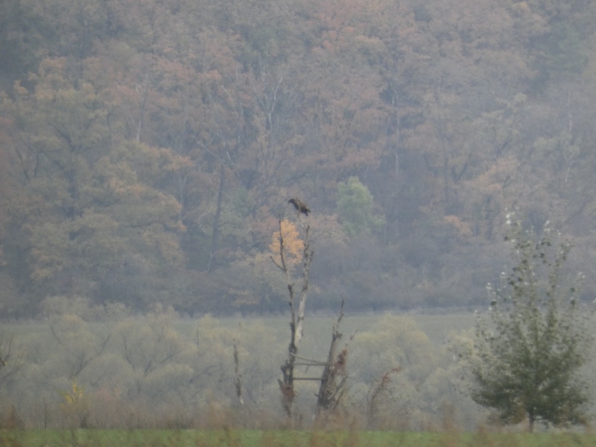 Common Buzzard - ML625772573