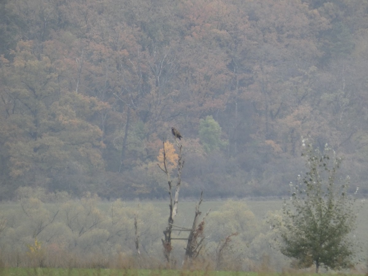 Common Buzzard - ML625772574