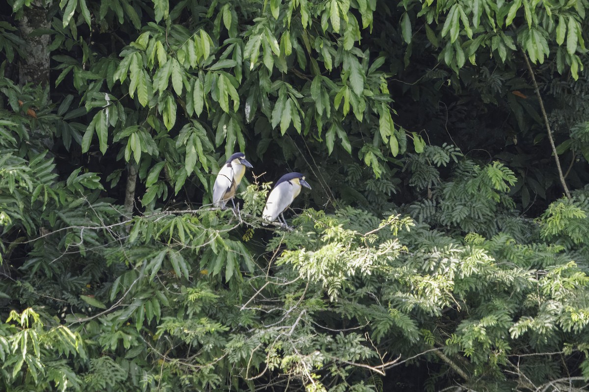 Boat-billed Heron - ML625772584