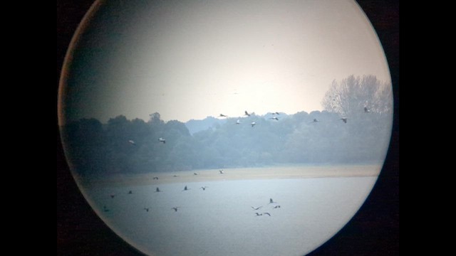 Хархираа тогоруу - ML625772692
