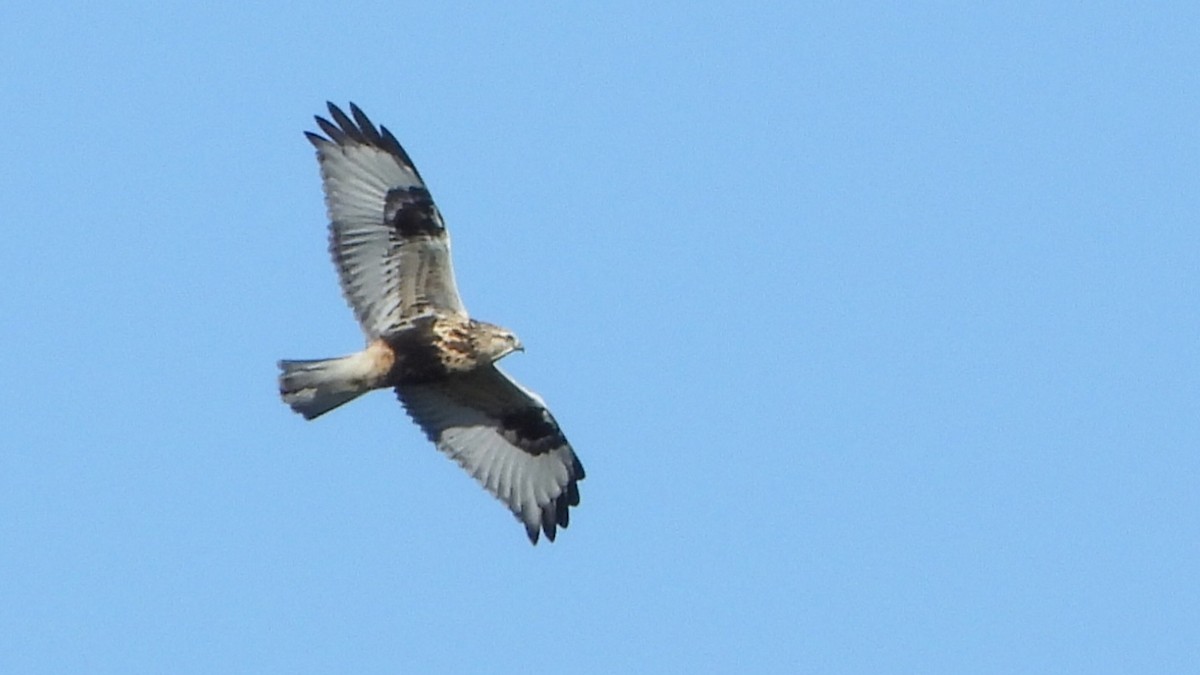 Rough-legged Hawk - Ignacio Aparicio