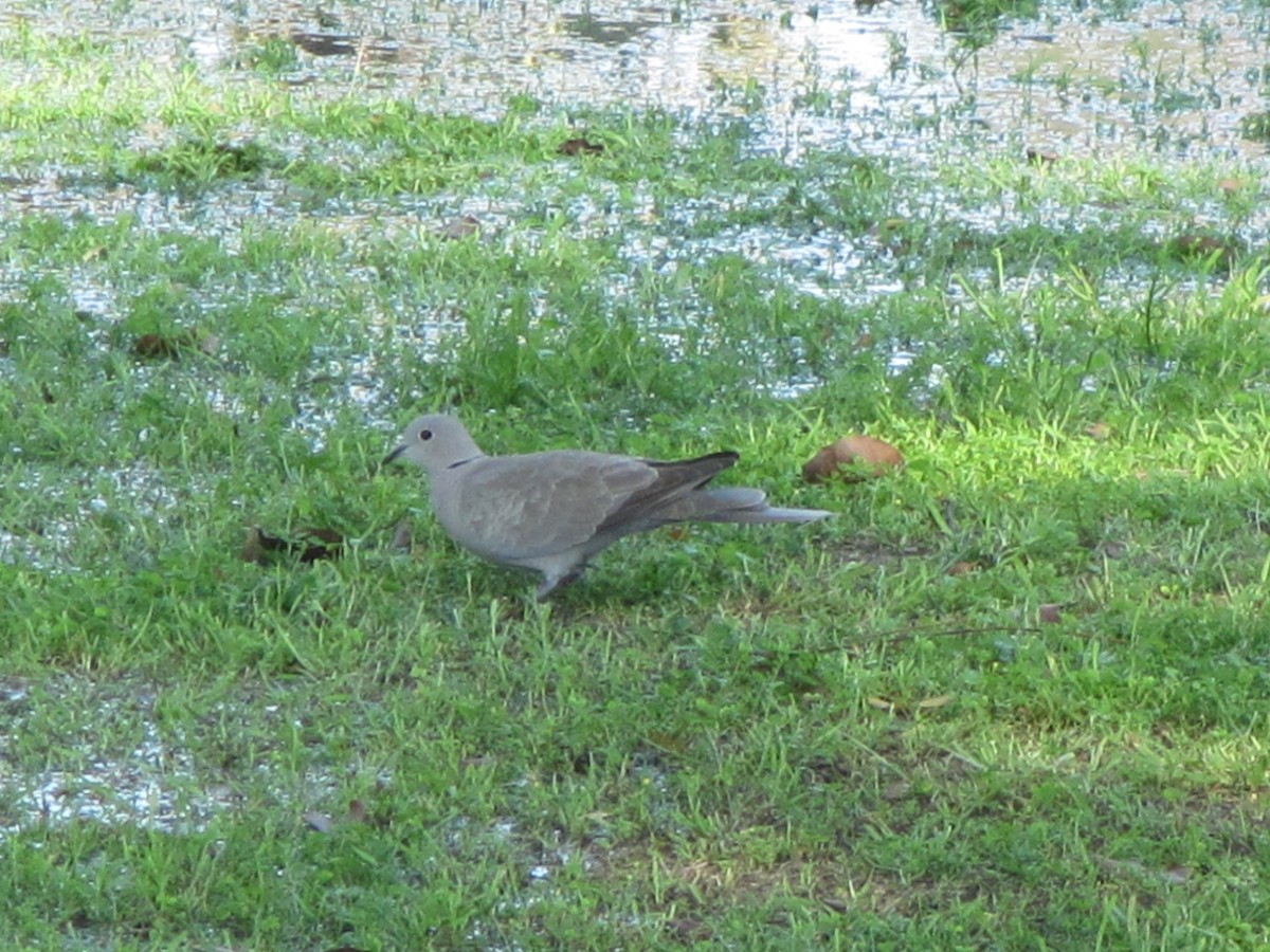 Буулгат хүүрзгэнэ - ML625772721