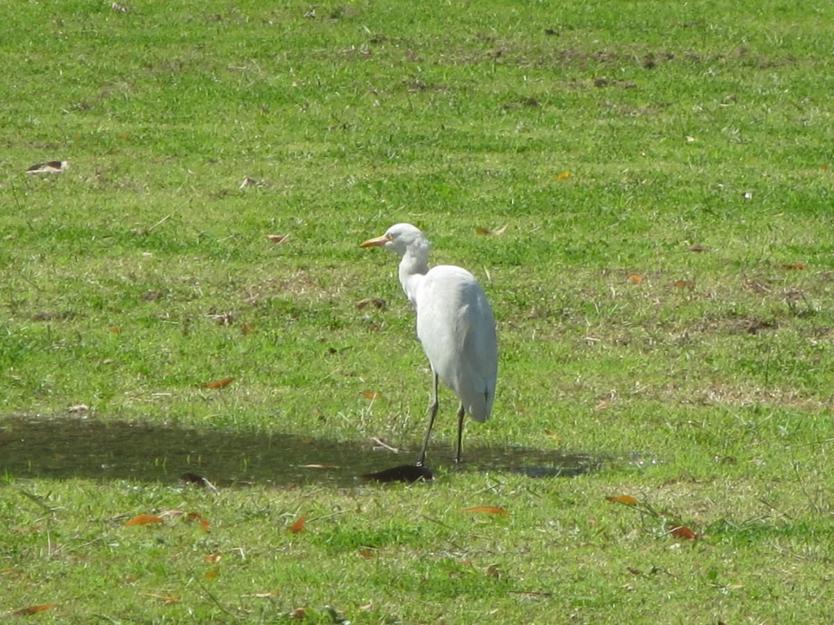 Бэсрэг дэглий - ML625772727