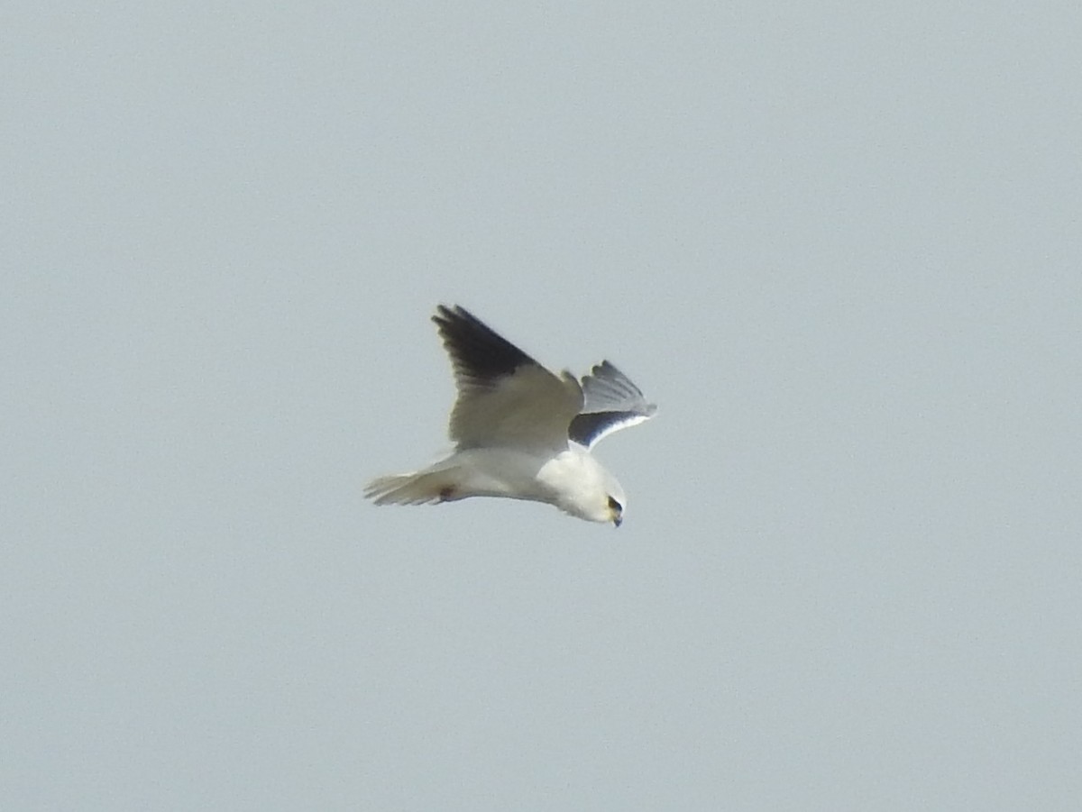 Black-winged Kite - ML625772730