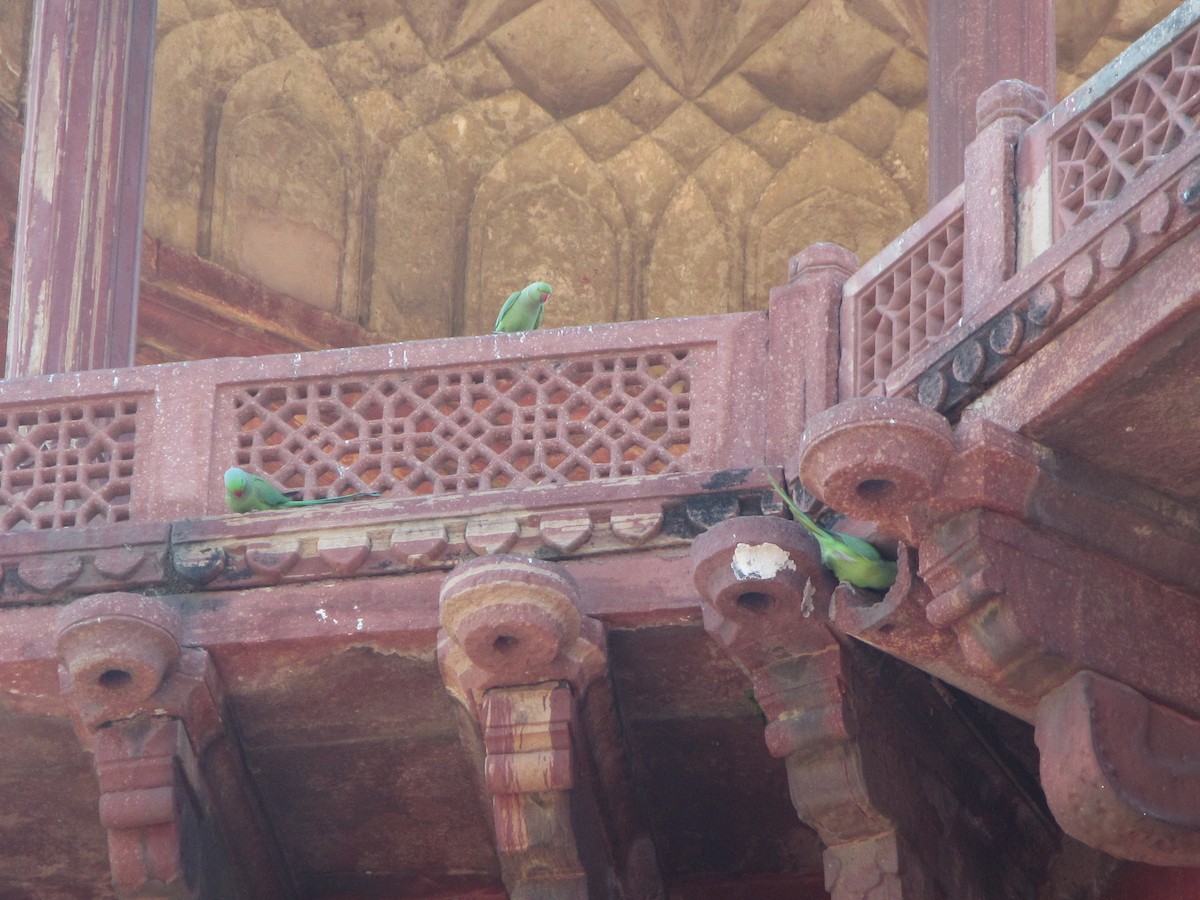 Rose-ringed Parakeet - ML625772739