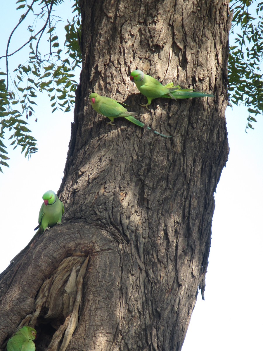 Rose-ringed Parakeet - ML625772740