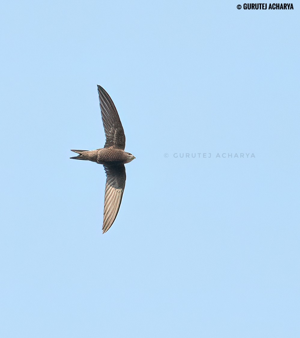 Blyth's Swift - ML625772784