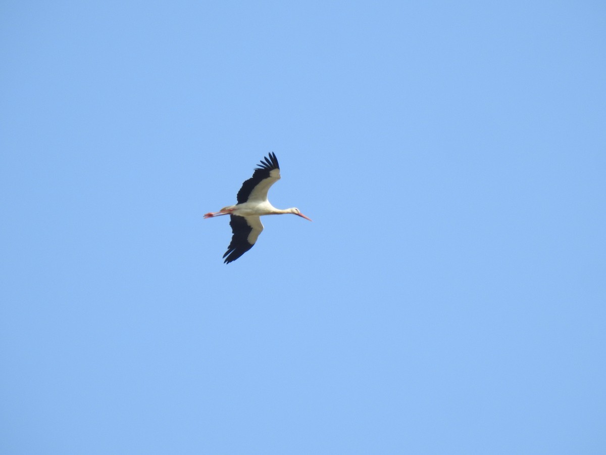 White Stork - ML625772801