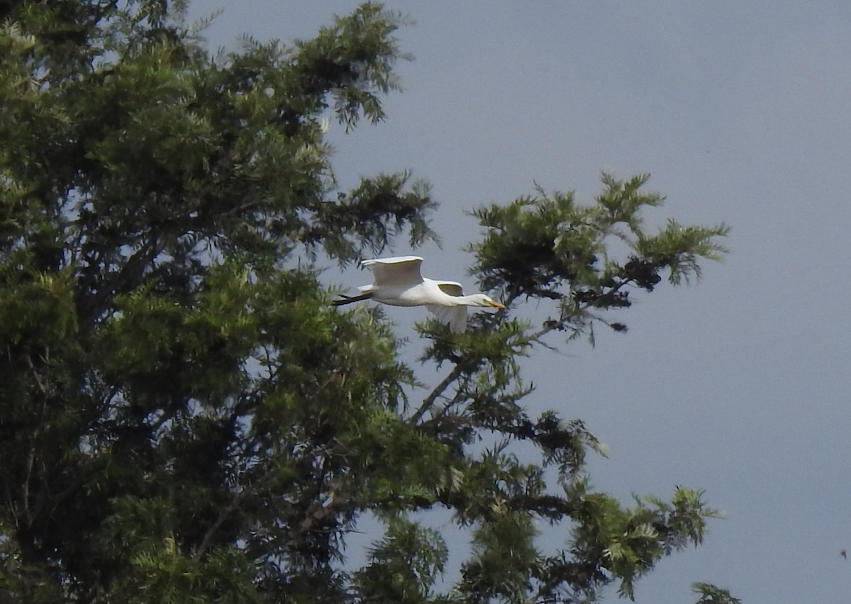 Western Cattle-Egret - ML625772822