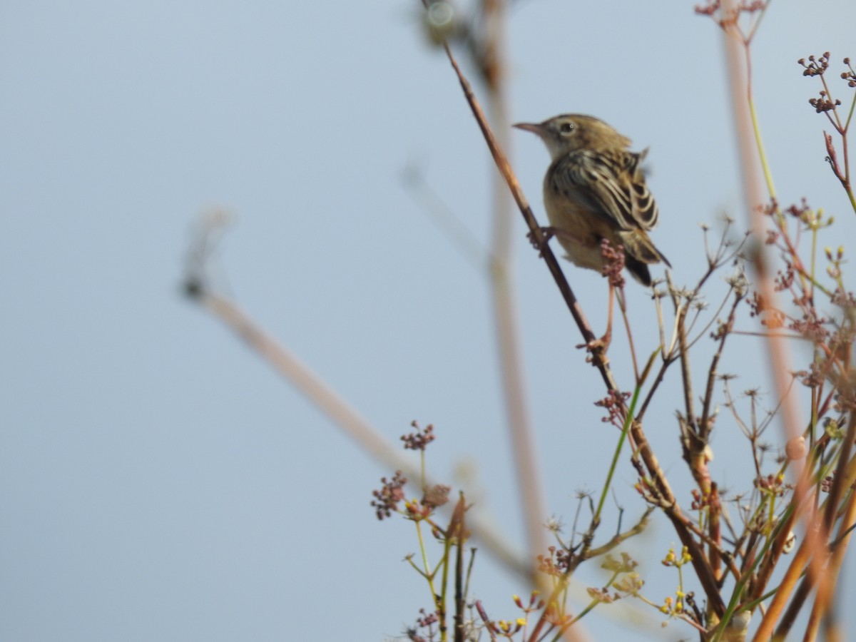 Zitting Cisticola - ML625772828