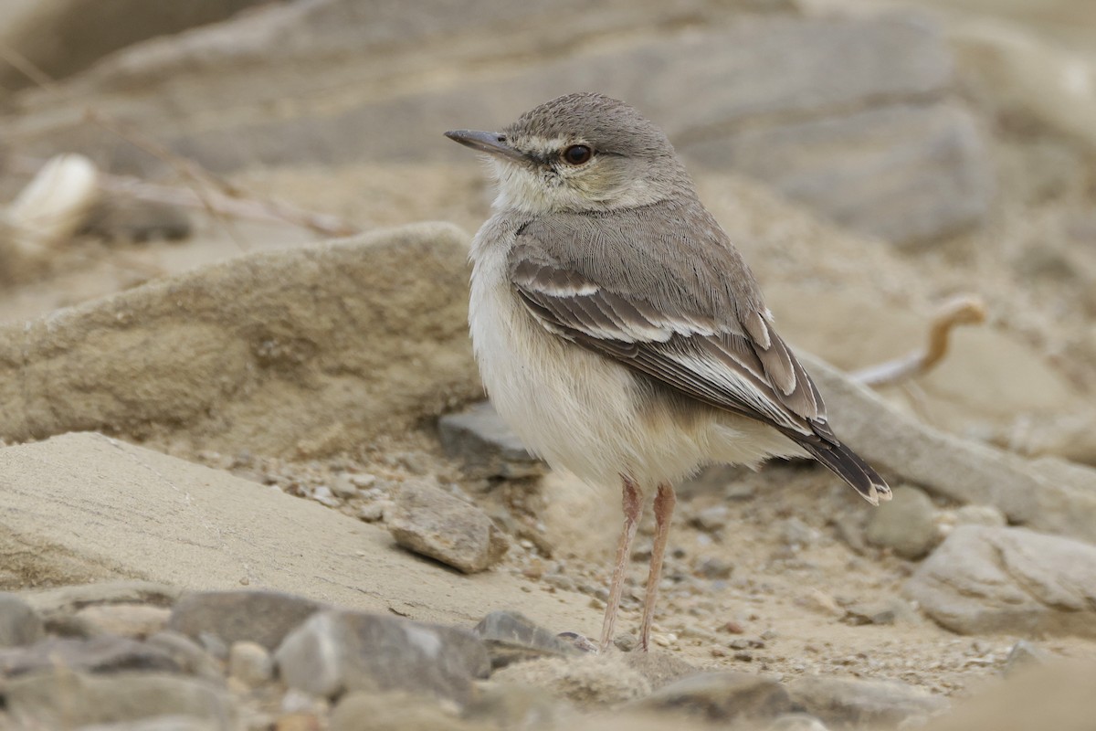 Short-tailed Field Tyrant - ML625772972