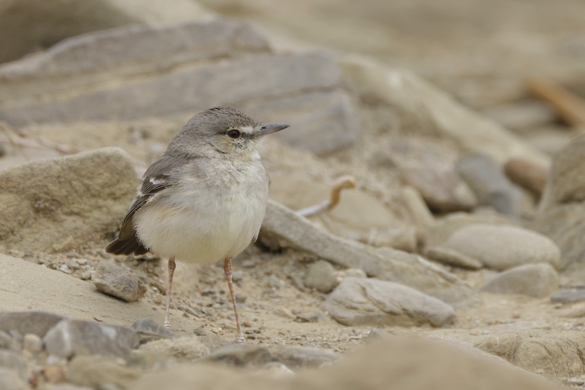 Short-tailed Field Tyrant - ML625772973