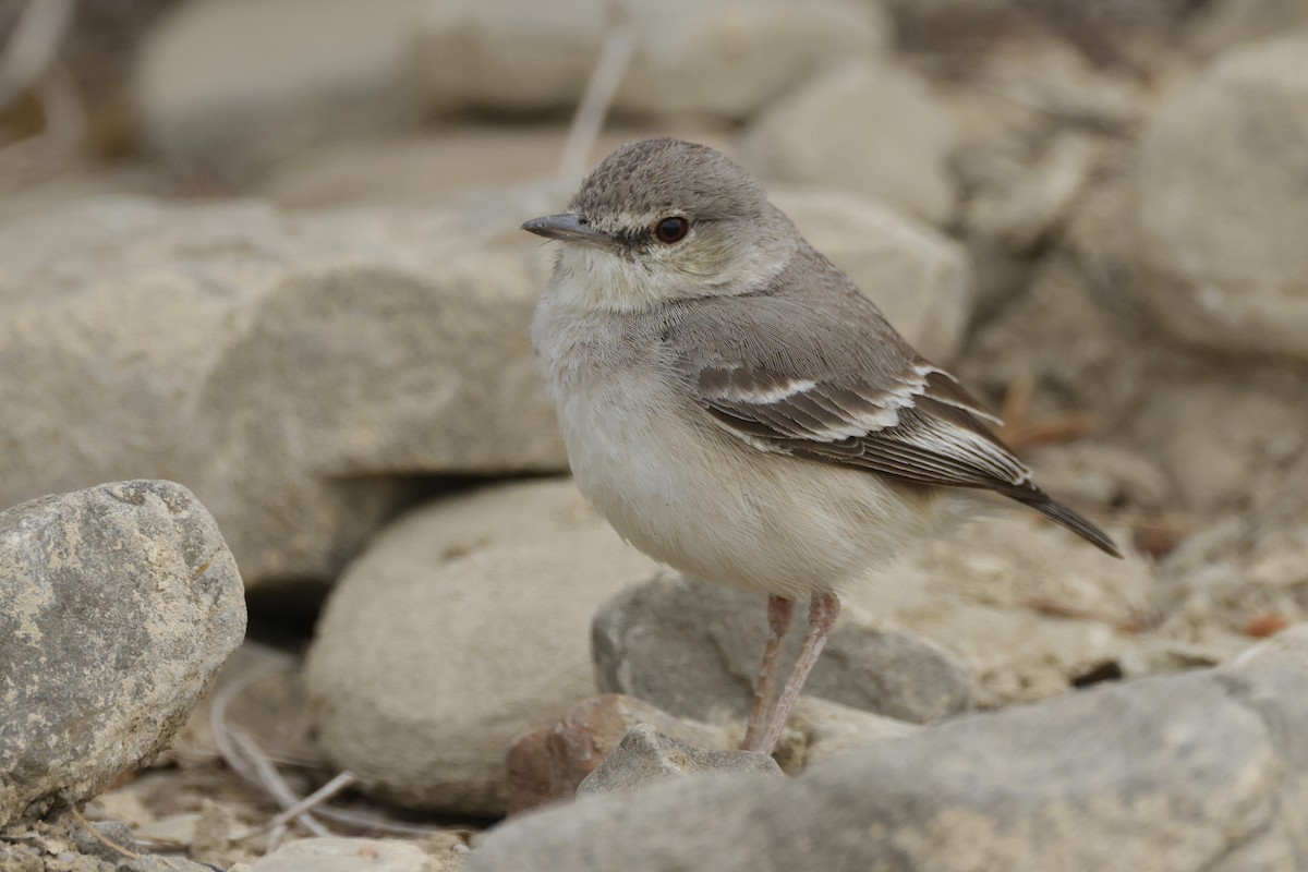 Short-tailed Field Tyrant - ML625772975