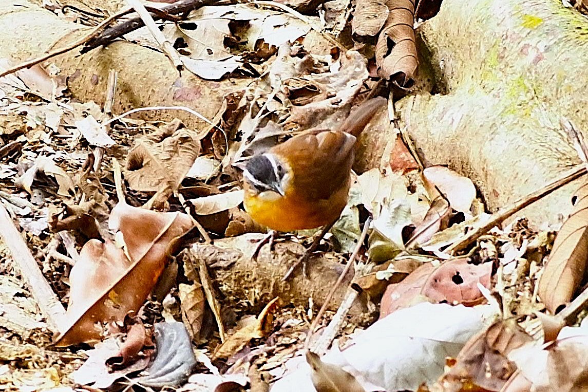 Bornean Black-capped Babbler - ML625773037