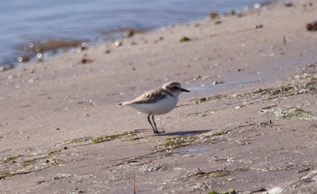 Kentish Plover - ML62577321