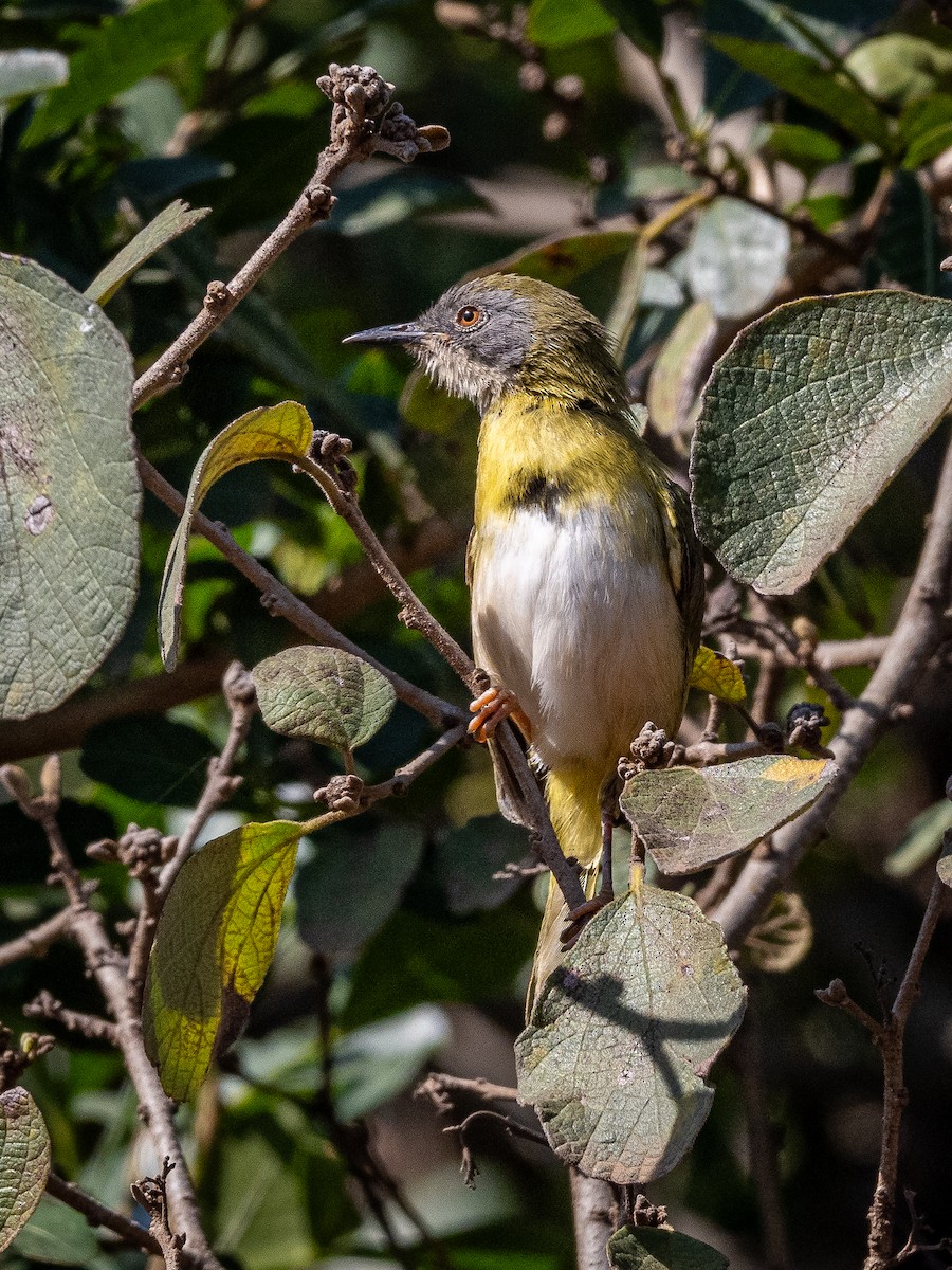 Apalis Pechigualdo - ML625773421