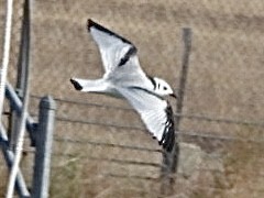 Black-legged Kittiwake - ML625773485