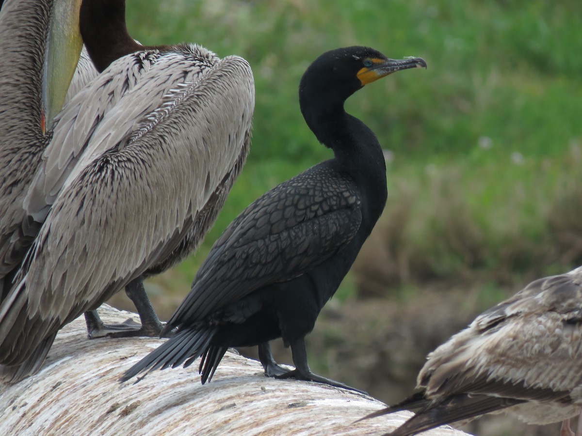 Double-crested Cormorant - ML625773494