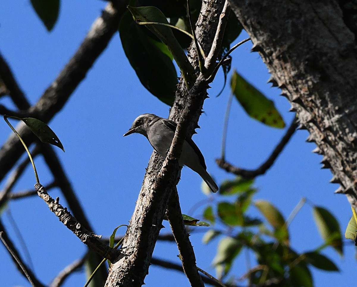 Common Woodshrike - ML625773539