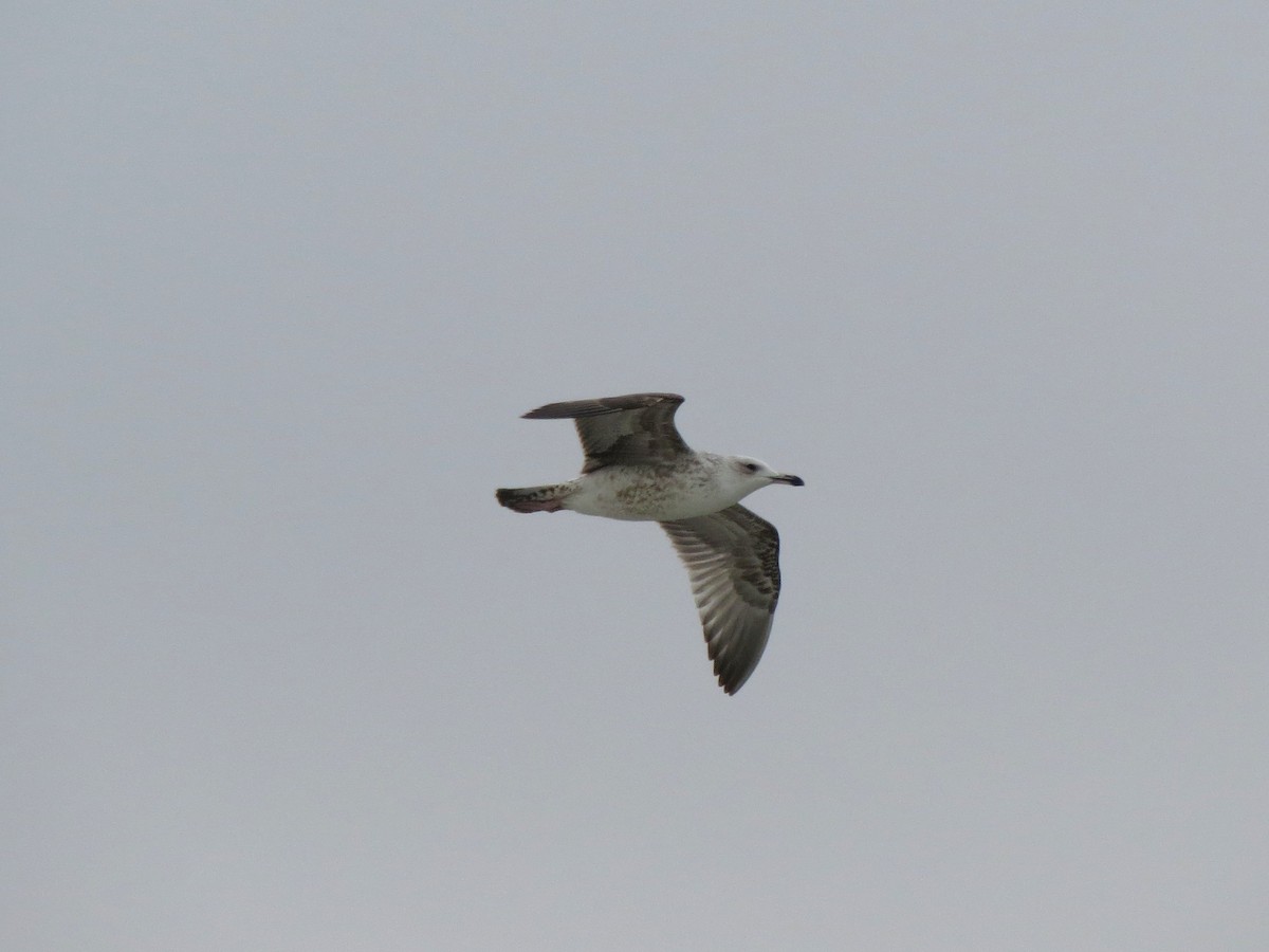 Caspian Gull - ML625773598