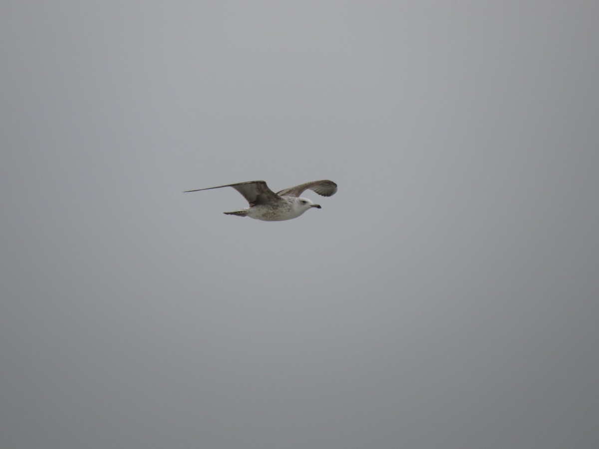 Caspian Gull - ML625773599
