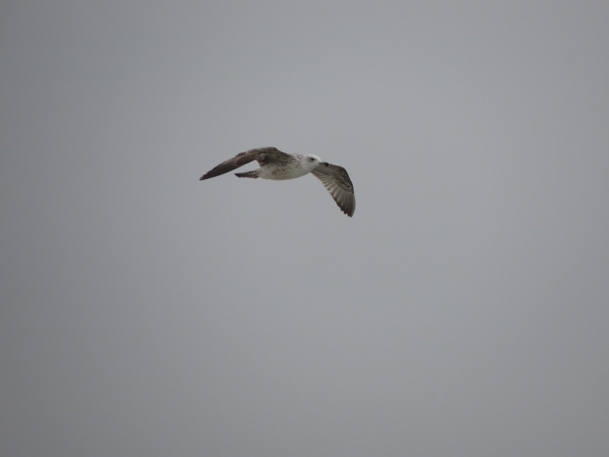 Caspian Gull - ML625773600